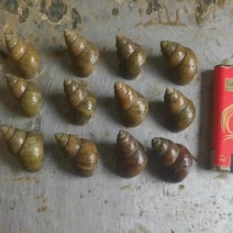 洪湖螺蛳1.8以上精品炮头，薄壳，物流直达地包邮