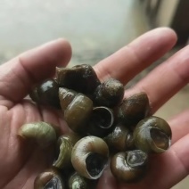 洪湖淡水螺蛳1.4-16薄壳，一手货源、直达地包邮