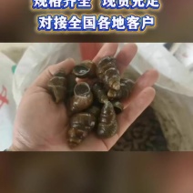 洪湖薄壳螺蛳12-1414-1616-1818以上