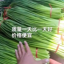 丰县红帽蒜苔大量上市适合加工厂市场冷库储存