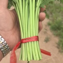 精品茼蒿