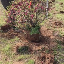 榆叶梅