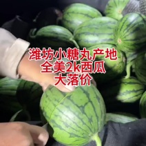 潍坊小糖丸西瓜产地全美2k西瓜大量有货，欢迎各地老板前来