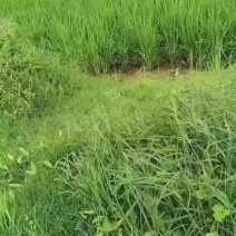 低空经济无人机打药，播撒，吊运