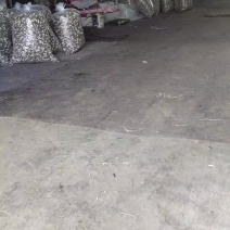 羊肚菌干货500多公斤