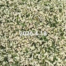 槐花
