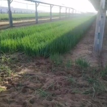大荔小葱