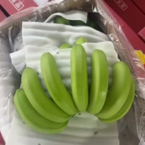 全金黄精品一级货