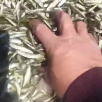 新货，油炸公鱼，质量自己看看，满意吗？想要吗？要就联系我