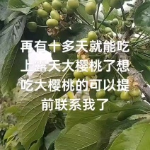 山东泰安大樱桃