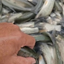 长江一号鲩鱼苗草鱼苗42-43鳞片做两针疫苗