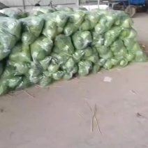 徐州沛县万亩优质甘蓝基地现甘蓝大量上市中