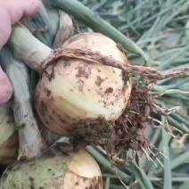黄皮洋葱产地直发，量大从优，欢迎老板视频看货。
