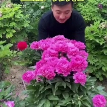 正宗重瓣千层芍药，花瓣层层叠叠，花大色艳，花型饱满大气。