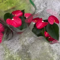 120，两株三株苗的大红掌，叶色绿，花朵多，货充足。