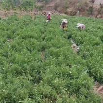 鲜果五吨随时都可以装车