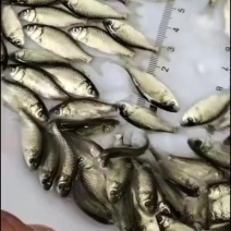 鲫鱼银鲫黄金鲫四倍体六倍体中科三中科五