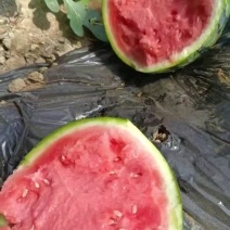 产地直发美都西瓜甜王小糖丸西瓜大红沙瓤量大从优