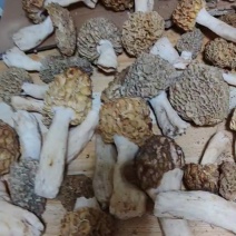 河北山西野生羊肚菌