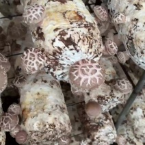 鲜香菇直采
