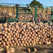 南瓜