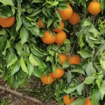 青见果冻橙，电商一件代发。ERP对接各电商平台