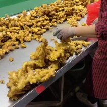 山东精品小黄姜二黄姜大黄姜姜巴姜种常年供货货源充足。