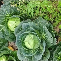 不想跑基地拉莲花白的直接来绵阳盐亭拉货大车拉