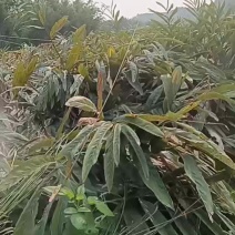 山姜.南姜三年以上姜龄