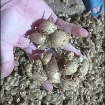 沙姜种子