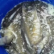 瘦身草鱼