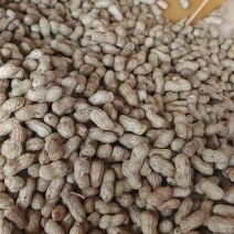 鲜花生上市白的红的都有大量现货颗颗饱满
