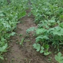 东北窝窝芹，老香芹纯绿色，无农药