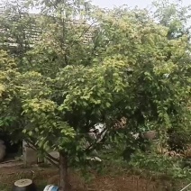 红豆杉