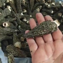 自己种的羊肚菌