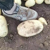 万亩黄心土豆大量上市中