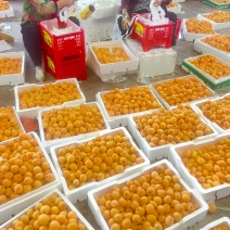 五星大枇杷