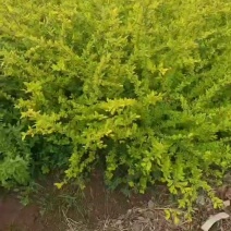 水蜡金叶水蜡批发