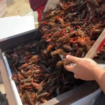 小龙虾