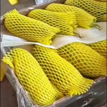 山东潍坊博洋甜瓜羊角蜜大量上市，量大从优，产地直发