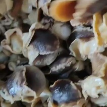 熟加工猫眼螺肉质量保证一手货源