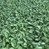 超长线椒苗蔬菜秧苗辣椒苗四季种植杭椒苗尖椒苗阳台盆栽露天种植
