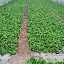 生菜