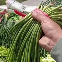 金乡红帽蒜薹