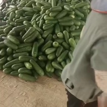 毛节瓜