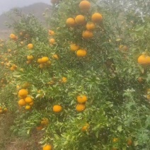 宾川精品晚芦