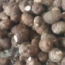 山东8520豆芋头大量上市，产地直供，品质保障，量大优惠