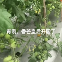 七彩小翻茄，小甜甜
