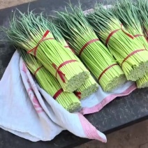 红帽蒜苔大量上市入库发市场都有货