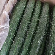 精品青茬黄瓜